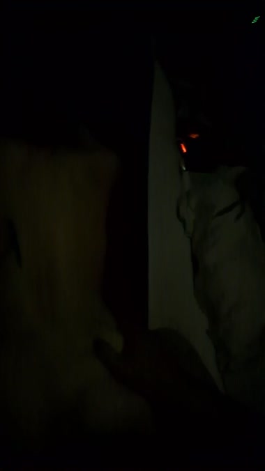 先日のいとなみ